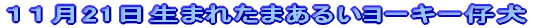 PP21܂ꂽ܂邢[L[e 