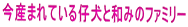 今産まれている仔犬と和みのファミリー